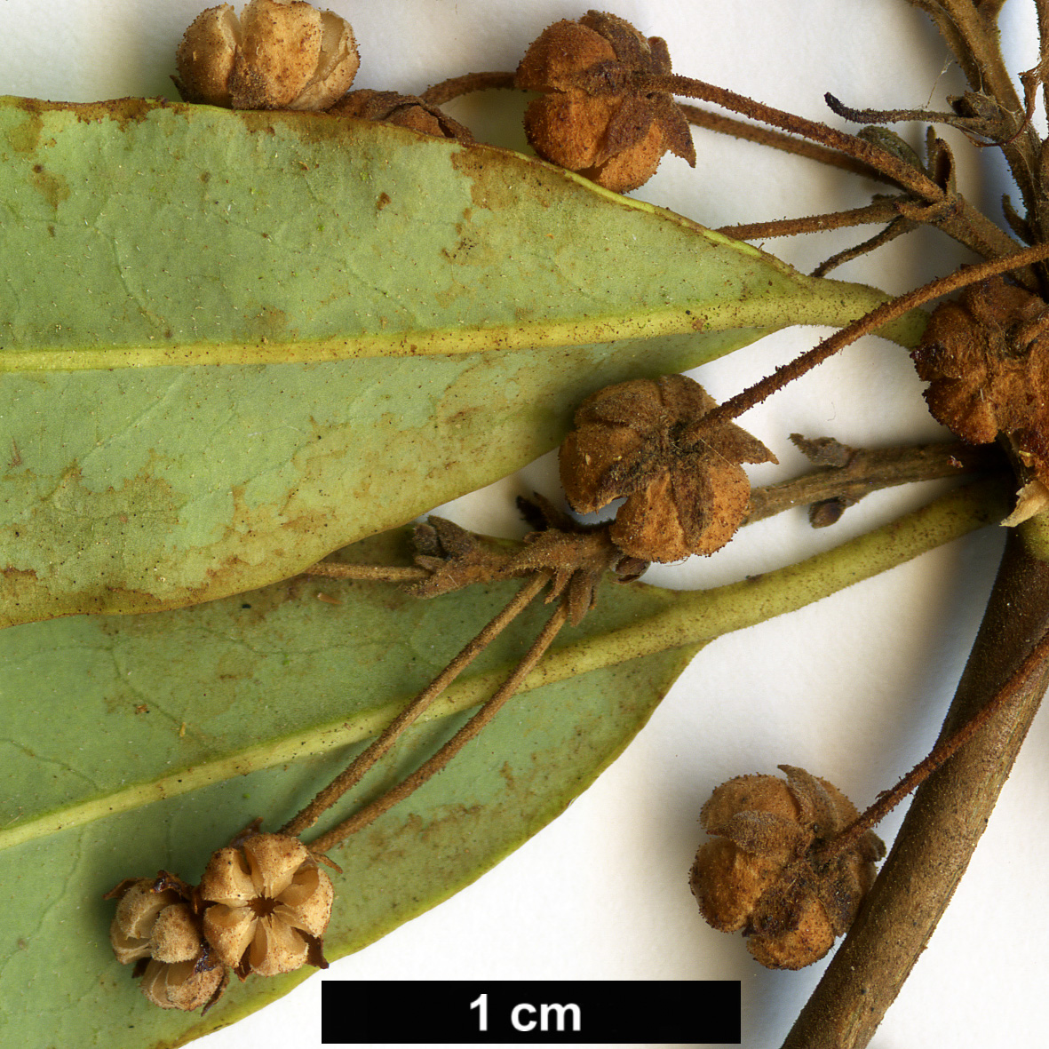 High resolution image: Family: Ericaceae - Genus: Kalmia - Taxon: angustifolia - SpeciesSub: f. rubra